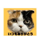 ラム＆ララ②猫大好きな人に使って欲しい（個別スタンプ：1）
