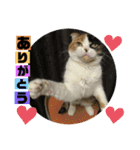 ラム＆ララ②猫大好きな人に使って欲しい（個別スタンプ：3）