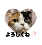 ラム＆ララ②猫大好きな人に使って欲しい（個別スタンプ：4）