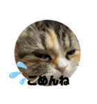 ラム＆ララ②猫大好きな人に使って欲しい（個別スタンプ：6）