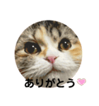 ラム＆ララ②猫大好きな人に使って欲しい（個別スタンプ：7）
