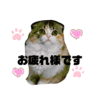 ラム＆ララ②猫大好きな人に使って欲しい（個別スタンプ：8）