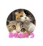 ラム＆ララ②猫大好きな人に使って欲しい（個別スタンプ：14）