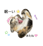 ラム＆ララ②猫大好きな人に使って欲しい（個別スタンプ：15）