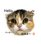 ラム＆ララ②猫大好きな人に使って欲しい（個別スタンプ：16）
