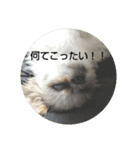 日常で使えるスタンプ  シー・ズー（個別スタンプ：1）