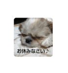 日常で使えるスタンプ  シー・ズー（個別スタンプ：2）