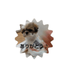 日常で使えるスタンプ  シー・ズー（個別スタンプ：3）