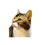 猫のスタンプ！！！（個別スタンプ：2）