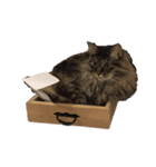 猫のスタンプ！！！（個別スタンプ：3）