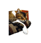 猫のスタンプ！！！（個別スタンプ：7）