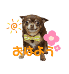 ちーとぷーとたらふく（個別スタンプ：1）