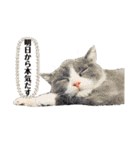 ちーとぷーとたらふく（個別スタンプ：12）