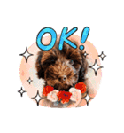 Australian Labradoodle Lutzの日常1（個別スタンプ：1）