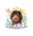 Australian Labradoodle Lutzの日常1（個別スタンプ：2）