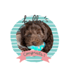 Australian Labradoodle Lutzの日常1（個別スタンプ：3）