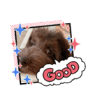 Australian Labradoodle Lutzの日常1（個別スタンプ：4）