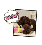 Australian Labradoodle Lutzの日常1（個別スタンプ：5）