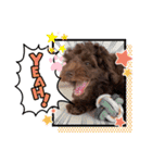 Australian Labradoodle Lutzの日常1（個別スタンプ：6）