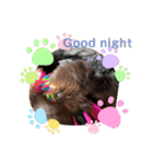 Australian Labradoodle Lutzの日常1（個別スタンプ：9）