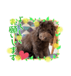 Australian Labradoodle Lutzの日常1（個別スタンプ：10）