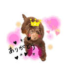 Australian Labradoodle Lutzの日常1（個別スタンプ：11）