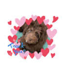 Australian Labradoodle Lutzの日常1（個別スタンプ：12）