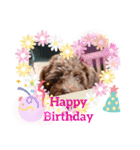 Australian Labradoodle Lutzの日常1（個別スタンプ：13）