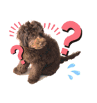 Australian Labradoodle Lutzの日常1（個別スタンプ：14）