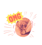 Australian Labradoodle Lutzの日常1（個別スタンプ：15）