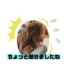 Australian Labradoodle Lutzの日常1（個別スタンプ：18）