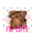 Australian Labradoodle Lutzの日常1（個別スタンプ：20）