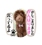 Australian Labradoodle Lutzの日常1（個別スタンプ：22）