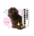 Australian Labradoodle Lutzの日常1（個別スタンプ：23）