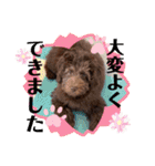 Australian Labradoodle Lutzの日常1（個別スタンプ：24）