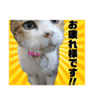 かわいいみーちゃん★（個別スタンプ：1）