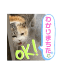 かわいいみーちゃん★（個別スタンプ：3）