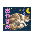 かわいいみーちゃん★（個別スタンプ：5）