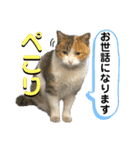 かわいいみーちゃん★（個別スタンプ：6）