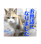 かわいいみーちゃん★（個別スタンプ：7）