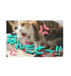 かわいいみーちゃん★（個別スタンプ：12）