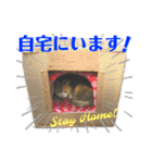 かわいいみーちゃん★（個別スタンプ：16）