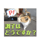 かわいいみーちゃん★（個別スタンプ：17）