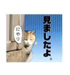かわいいみーちゃん★（個別スタンプ：18）