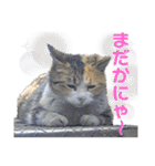 かわいいみーちゃん★（個別スタンプ：21）