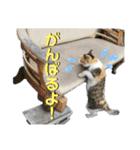 かわいいみーちゃん★（個別スタンプ：22）