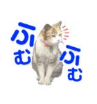 かわいいみーちゃん★（個別スタンプ：23）