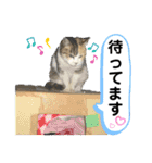 かわいいみーちゃん★（個別スタンプ：24）