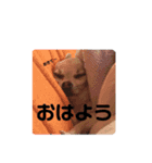 チワワミルちゃんスタンプ（個別スタンプ：11）