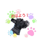Mシュナ ジジのスタンプ（個別スタンプ：4）